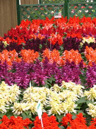 陜西華凌園林景觀工程 匠心筑就花卉世界，扮靚城市美好生活