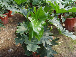 ?？谲缌芑ɑ芊N苗 為您的家居生活增添自然色彩